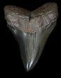 Glossy, Megalodon Tooth - South Carolina #35966-1